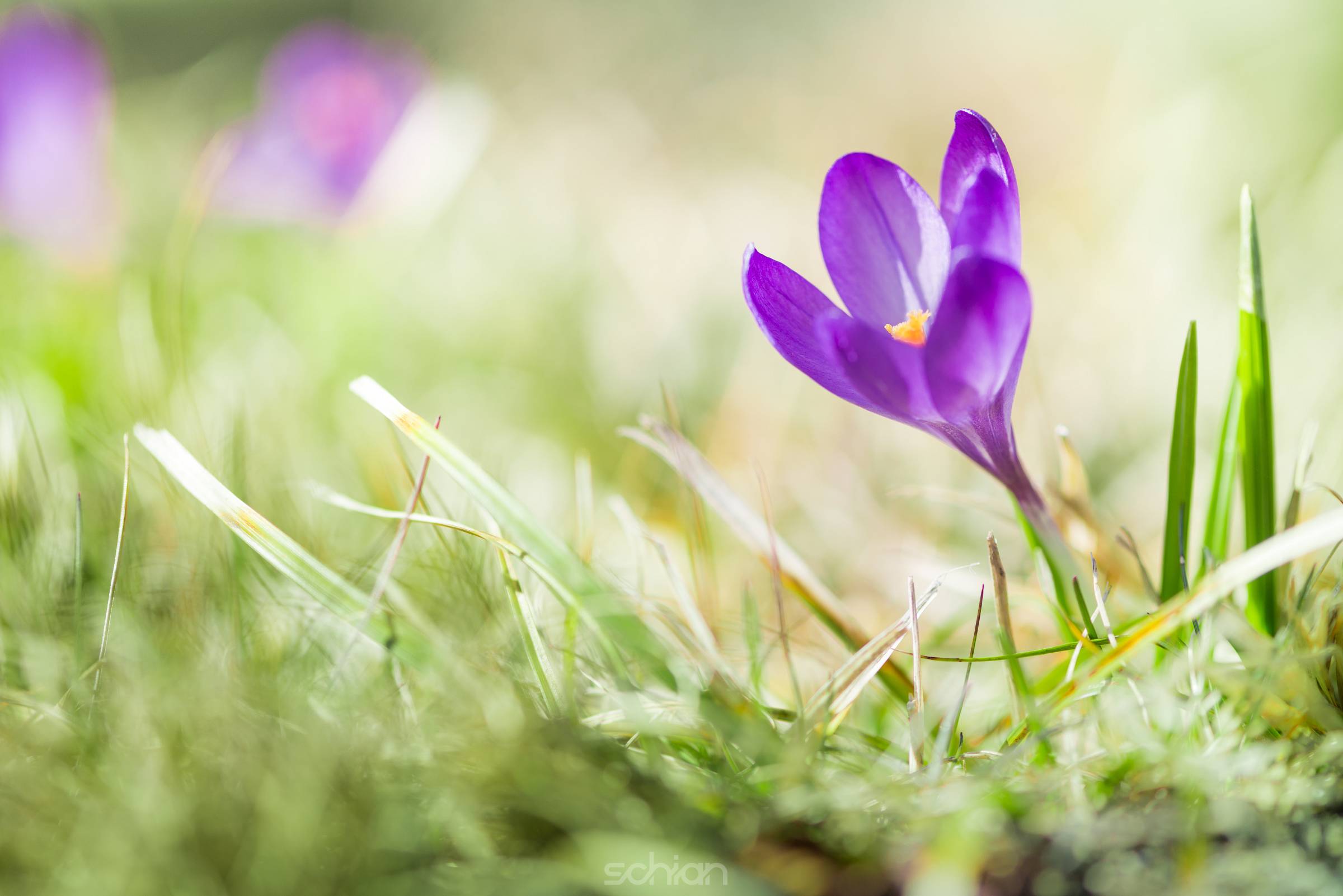 purple early crocus blossom at spring with green grass