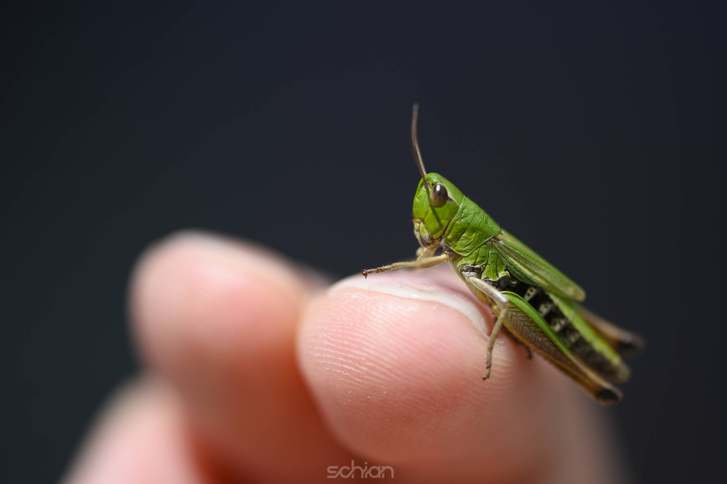small green baby grasshopper suborder Caelifera sitting on finger