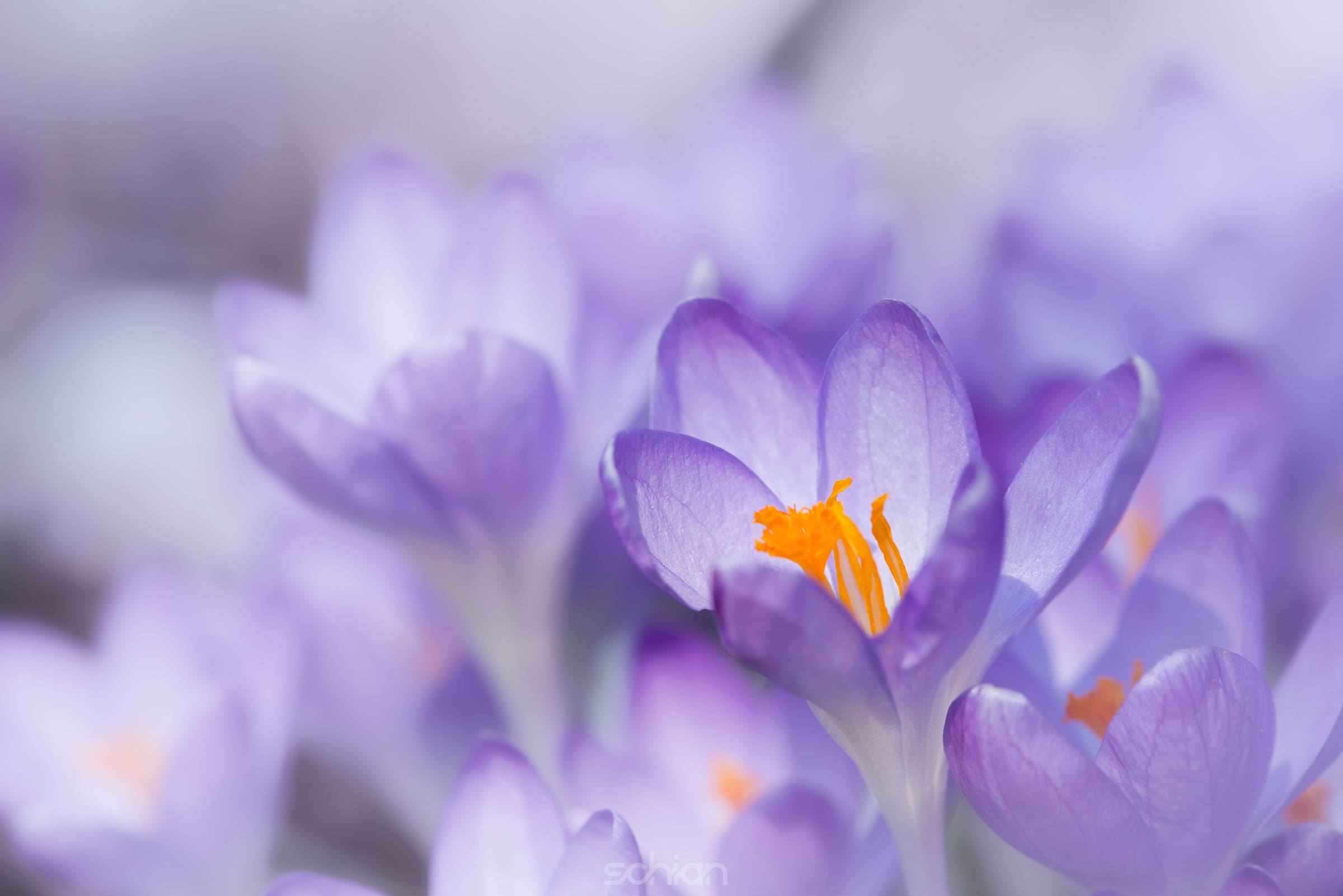 crocus flowers with yellow blossom at spring time